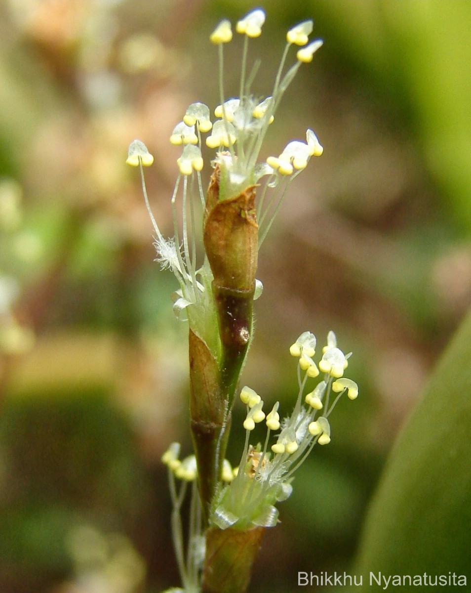 Callisia repens (Jacq.) L.
